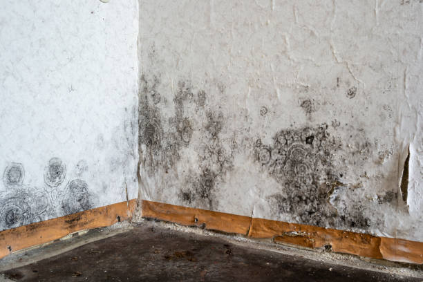 Best Commercial Mold Removal  in USA